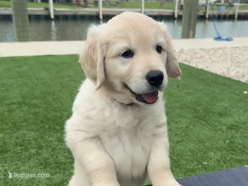 Miss. Pink – Golden Retriever puppy for sale in Houston, TX