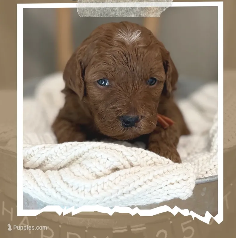Hayes – Miniature Goldendoodle puppy for sale in Zeeland, MI