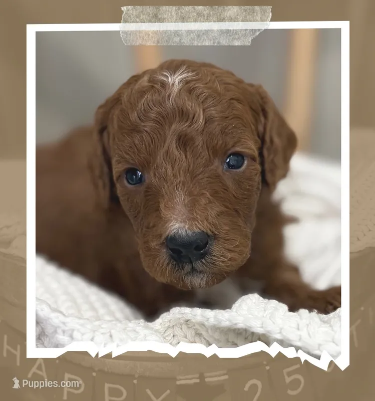 Truman – Miniature Goldendoodle puppy for sale in Zeeland, MI