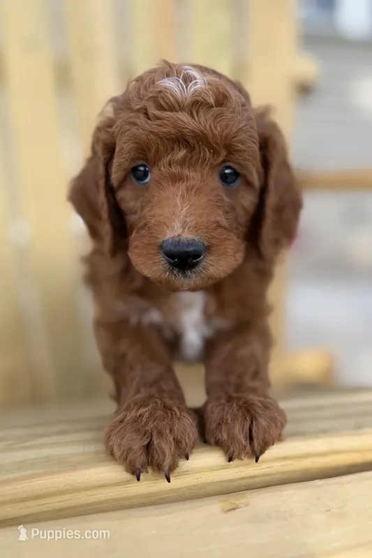 Truman – Miniature Goldendoodle puppy for sale in Zeeland, MI