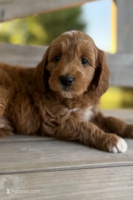 Quincy – Miniature Goldendoodle puppy for sale in Zeeland, MI