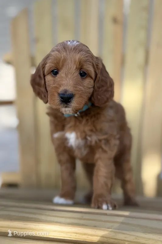 Quincy – Miniature Goldendoodle puppy for sale in Zeeland, MI