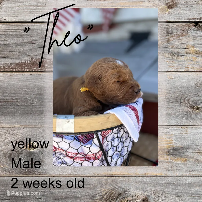 Theo – Miniature Goldendoodle puppy for sale in Zeeland, MI