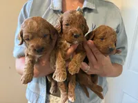 Monroe , a female Miniature Goldendoodle for sale in Zeeland, MI – 2 of 2
