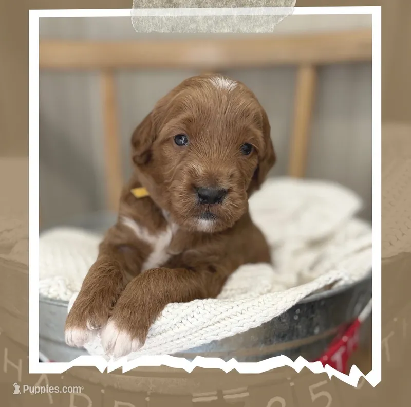 Theo – Miniature Goldendoodle puppy for sale in Zeeland, MI