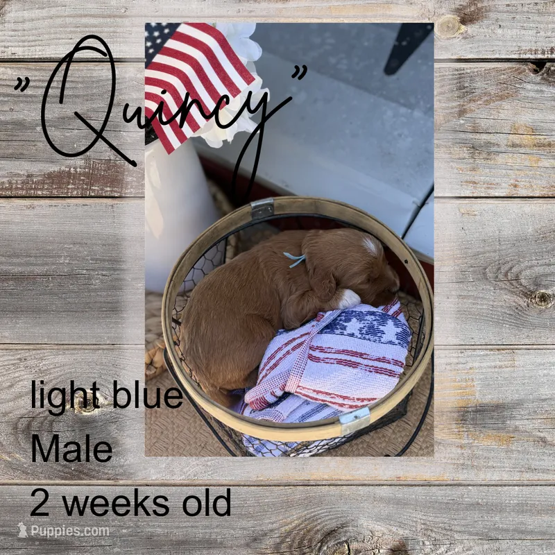 Quincy – Miniature Goldendoodle puppy for sale in Zeeland, MI