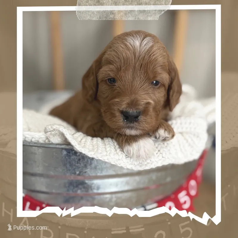 Quincy – Miniature Goldendoodle puppy for sale in Zeeland, MI