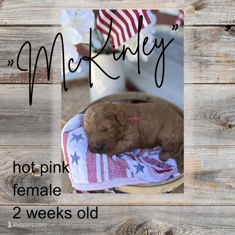 McKinley – Miniature Goldendoodle puppy for sale in Zeeland, MI