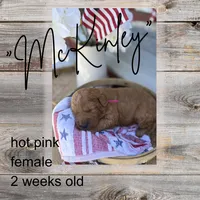 McKinley, a female Miniature Goldendoodle for sale in Zeeland, MI – 1 of 1