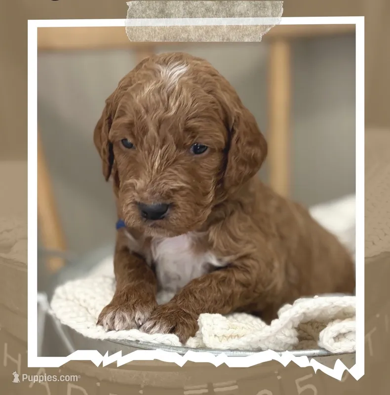 Franklin – Miniature Goldendoodle puppy for sale in Zeeland, MI