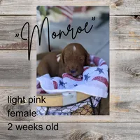 Monroe , a female Miniature Goldendoodle for sale in Zeeland, MI – 1 of 2