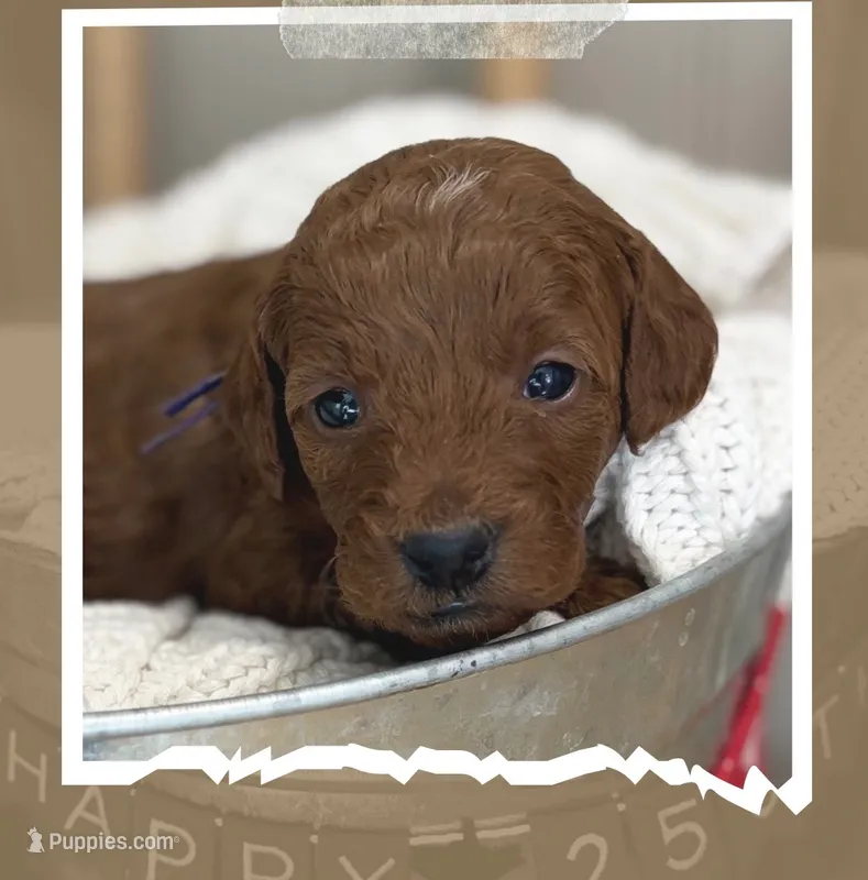Madison  – Miniature Goldendoodle puppy for sale in Zeeland, MI