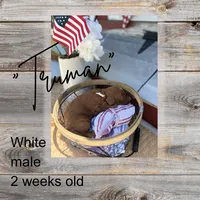 Truman, a male Miniature Goldendoodle for sale in Zeeland, MI – 1 of 1