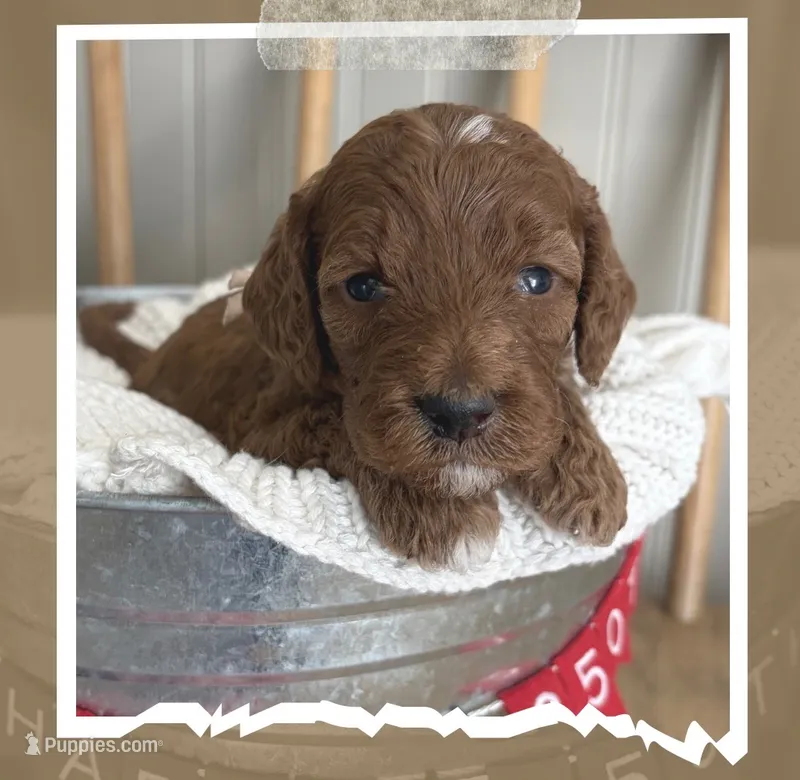 Monroe  – Miniature Goldendoodle puppy for sale in Zeeland, MI