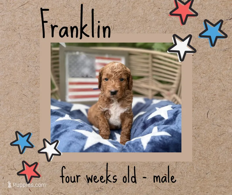 Franklin – Miniature Goldendoodle puppy for sale in Zeeland, MI