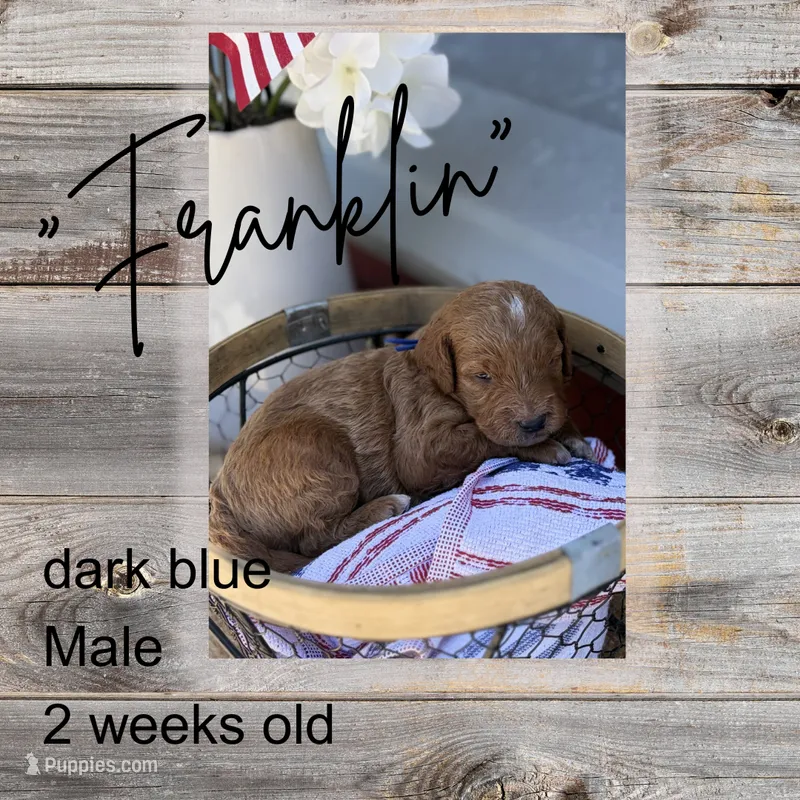 Franklin – Miniature Goldendoodle puppy for sale in Zeeland, MI