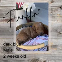 Franklin, a male Miniature Goldendoodle for sale in Zeeland, MI – 1 of 1