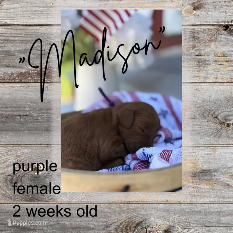 Madison  – Miniature Goldendoodle puppy for sale in Zeeland, MI