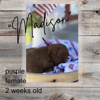 Madison , a female Miniature Goldendoodle for sale in Zeeland, MI – 1 of 1