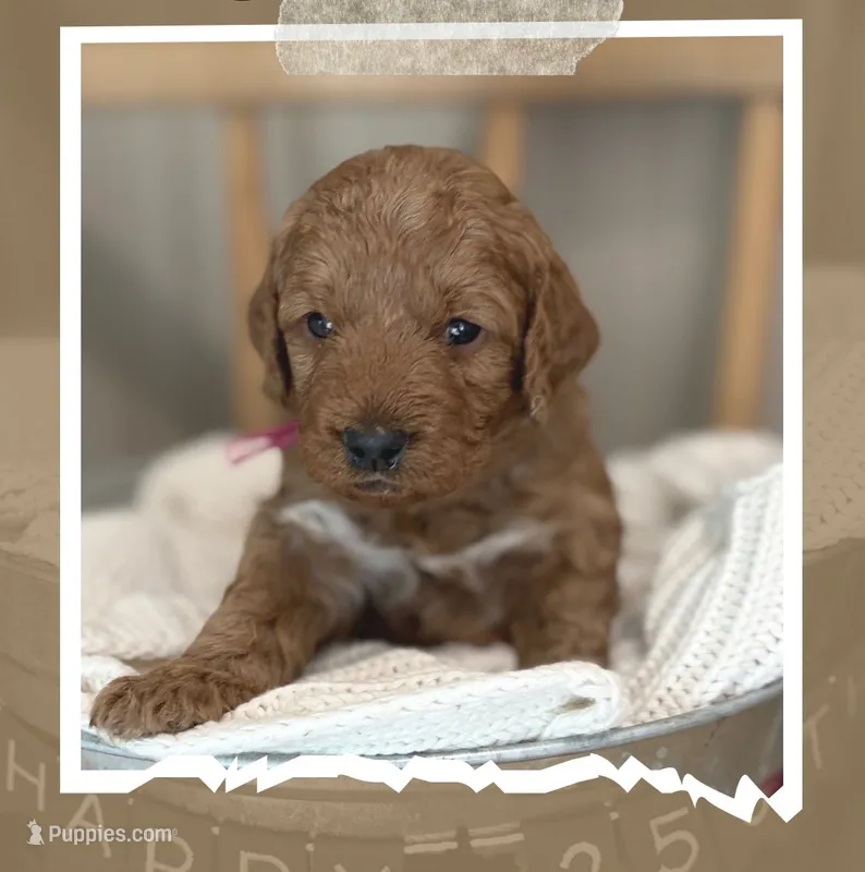 McKinley – Miniature Goldendoodle puppy for sale in Zeeland, MI