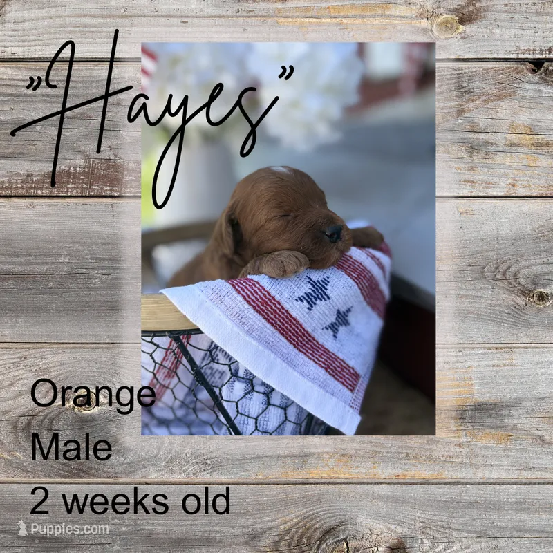 Hayes – Miniature Goldendoodle puppy for sale in Zeeland, MI