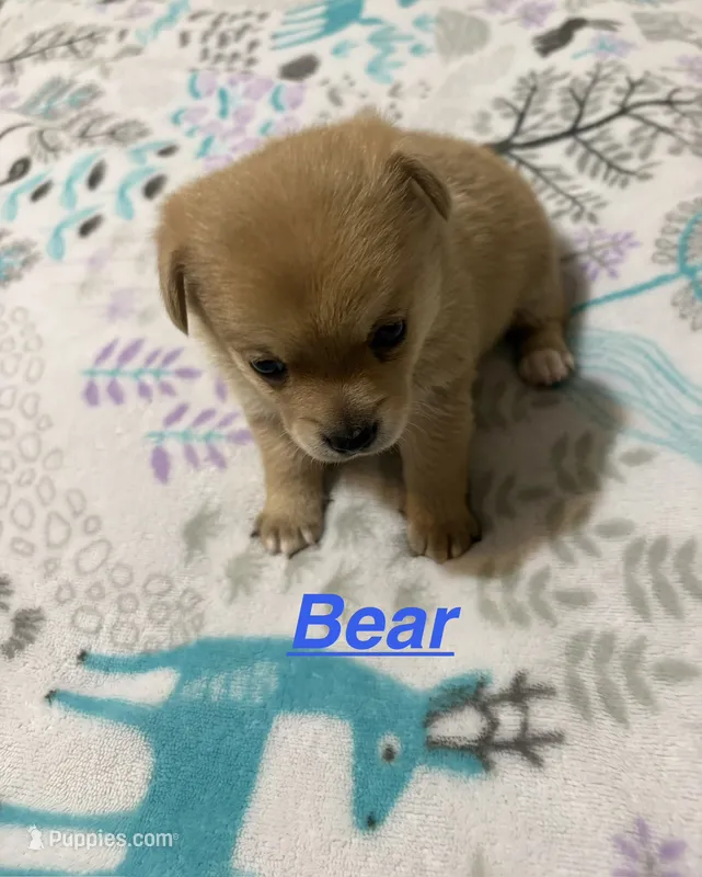 Pomchi-Bear – Chihuahua, Pomeranian puppy for sale in Orlando, FL