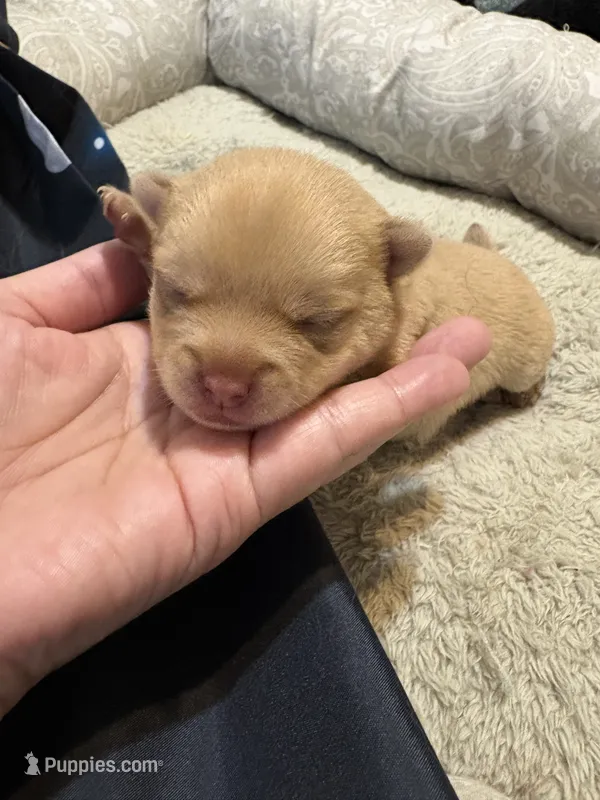 Pomchi-Teddy – Chihuahua, Pomeranian puppy for sale in Orlando, FL
