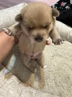 Pomchi-Bear, a male Chihuahua and Pomeranian for sale in Orlando, FL – 2 of 5