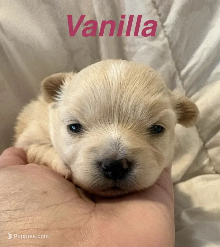 Pomchi-Vanilla – Chihuahua, Pomeranian puppy for sale in Orlando, FL