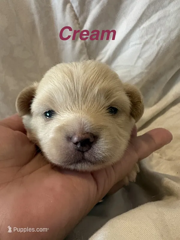 Pomchi-Cream – Chihuahua, Pomeranian puppy for sale in Orlando, FL