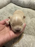 Pomchi-Vanilla, a female Chihuahua and Pomeranian for sale in Orlando, FL – 5 of 7