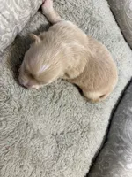 Pomchi-Vanilla, a female Chihuahua and Pomeranian for sale in Orlando, FL – 3 of 7