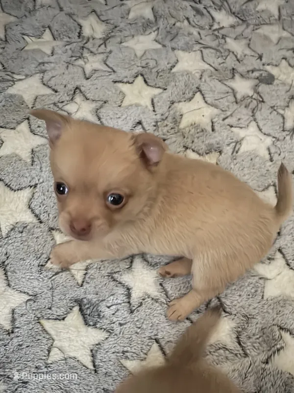 Pomchi-Teddy – Chihuahua, Pomeranian puppy for sale in Orlando, FL