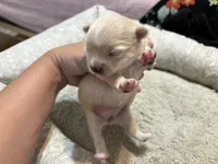 Pomchi-Vanilla, a female Chihuahua and Pomeranian for sale in Orlando, FL – 4 of 7