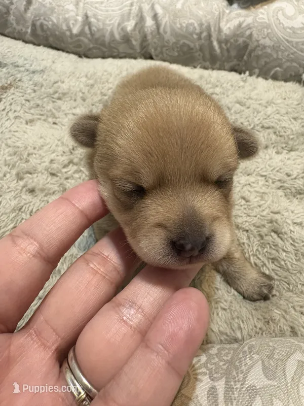 Pomchi-Bear – Chihuahua, Pomeranian puppy for sale in Orlando, FL
