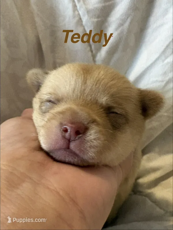 Pomchi-Teddy – Chihuahua, Pomeranian puppy for sale in Orlando, FL