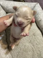 Pomchi-Cream, a female Chihuahua and Pomeranian for sale in Orlando, FL – 2 of 6