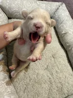 Pomchi-Cream, a female Chihuahua and Pomeranian for sale in Orlando, FL – 3 of 6