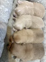 Pomchi-Teddy, a male Chihuahua and Pomeranian for sale in Orlando, FL – 5 of 7