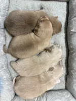 Pomchi-Cream, a female Chihuahua and Pomeranian for sale in Orlando, FL – 5 of 6