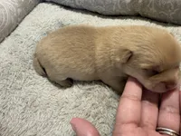 Pomchi-Teddy, a male Chihuahua and Pomeranian for sale in Orlando, FL – 4 of 7