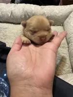 Pomchi-Teddy, a male Chihuahua and Pomeranian for sale in Orlando, FL – 2 of 7