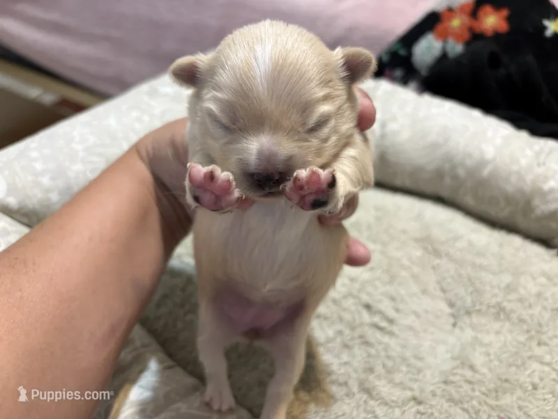 Pomchi-Vanilla – Chihuahua, Pomeranian puppy for sale in Orlando, FL