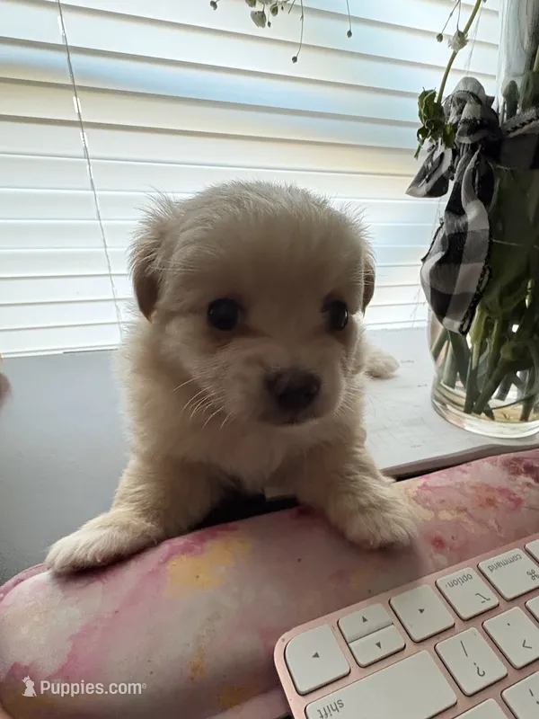 Pomchi-Cream – Chihuahua, Pomeranian puppy for sale in Orlando, FL