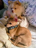 Pomchi-Vanilla, a female Chihuahua and Pomeranian for sale in Orlando, FL – 7 of 7