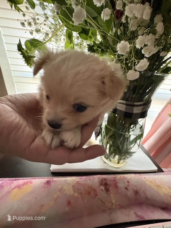 Pomchi-Vanilla – Chihuahua, Pomeranian puppy for sale in Orlando, FL