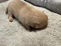 Pomchi-Teddy, a male Chihuahua and Pomeranian for sale in Orlando, FL – 3 of 7