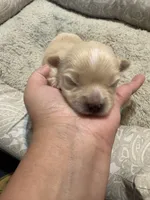 Pomchi-Vanilla, a female Chihuahua and Pomeranian for sale in Orlando, FL – 2 of 7