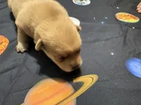 Pomchi-Bear, a male Chihuahua and Pomeranian for sale in Orlando, FL – 4 of 5