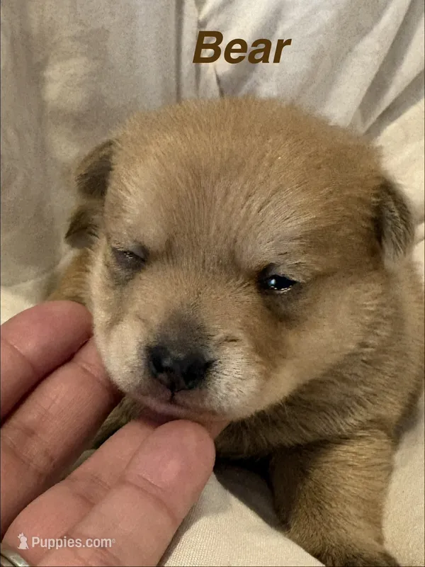 Pomchi-Bear – Chihuahua, Pomeranian puppy for sale in Orlando, FL